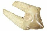 Fossil Predatory Pig (Archaeotherium) Tooth - Nebraska #338427-1